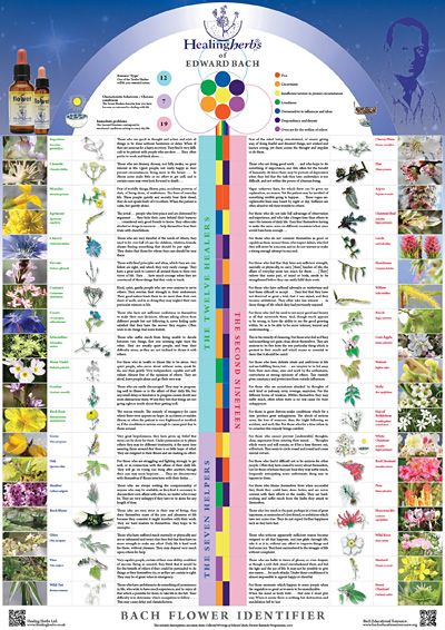 New Bach flower poster from Healing Herbs | Organic Bach Flower ...